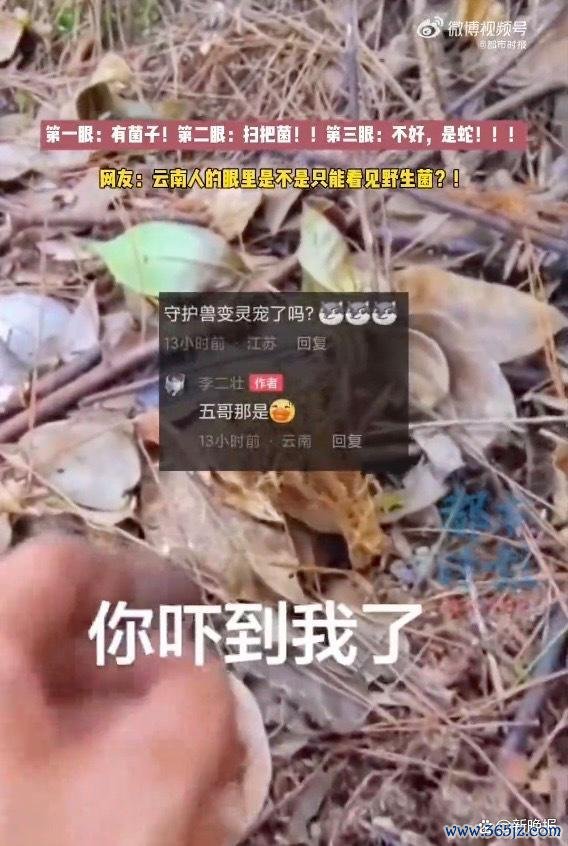 男子采菌没看见旁边的五步蛇